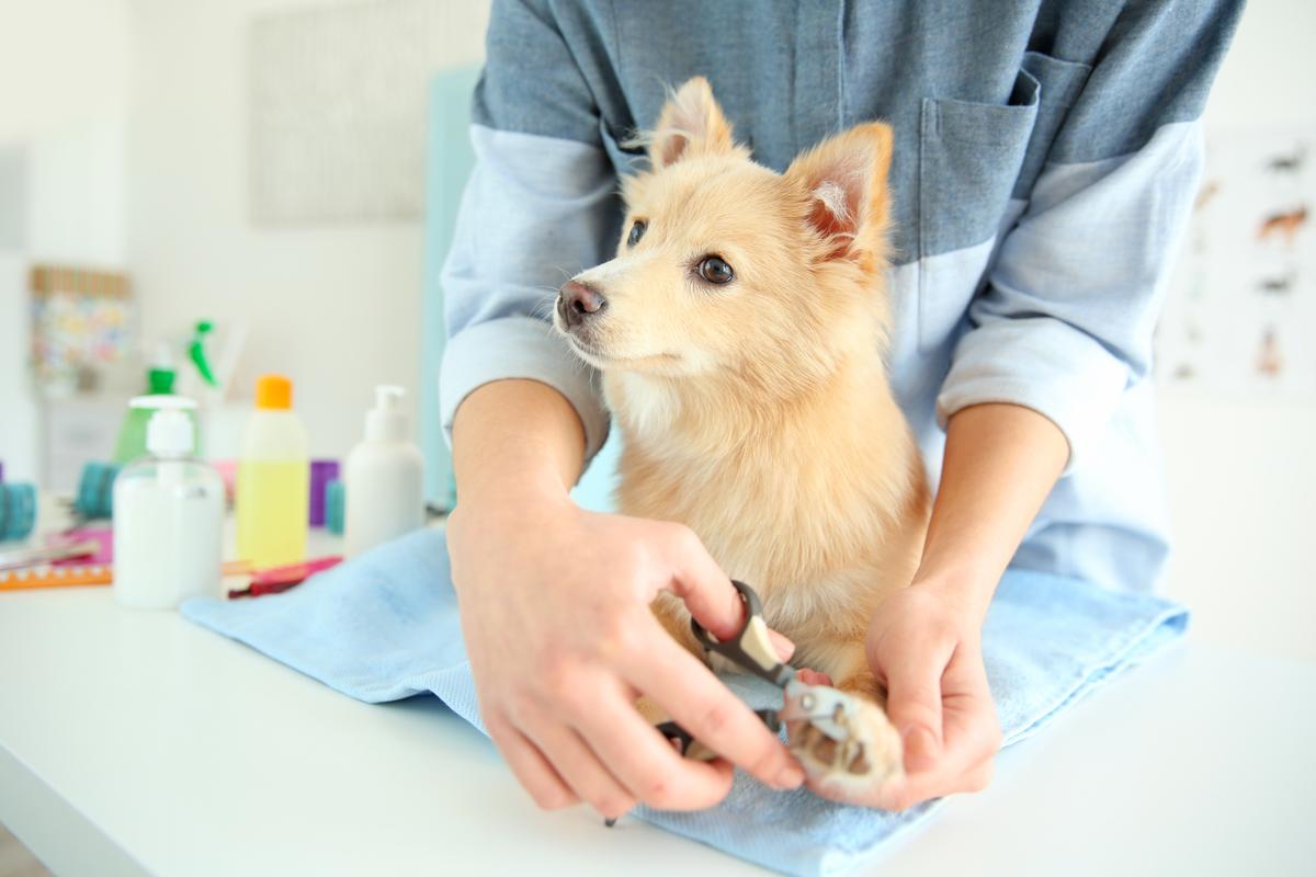 Dog Nail Trimming - Pawfect Spa | Toronto Dog Grooming Salon